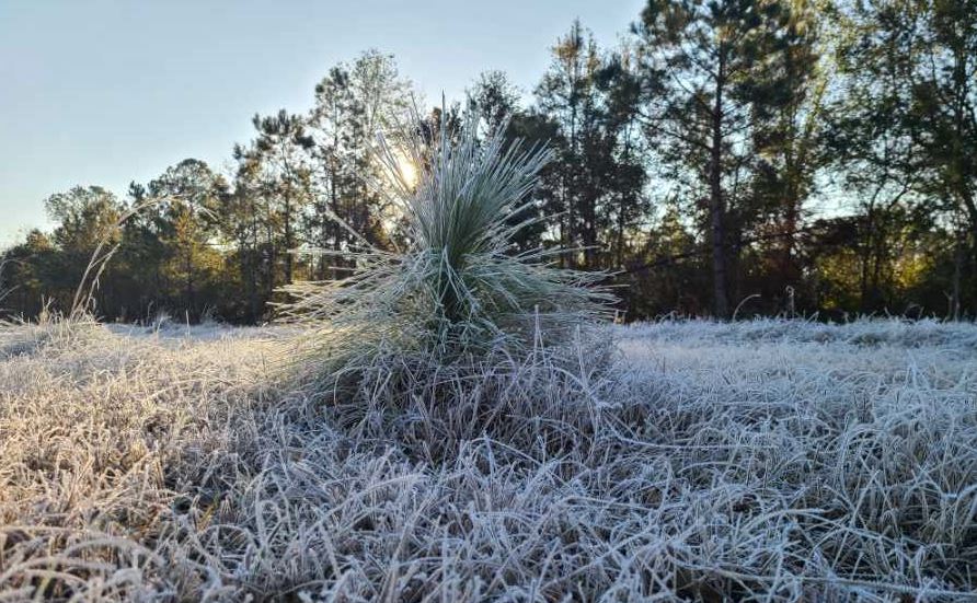 a frost covered pine seedling with sunrise in background