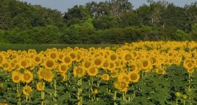 field of sunflowers with kernals