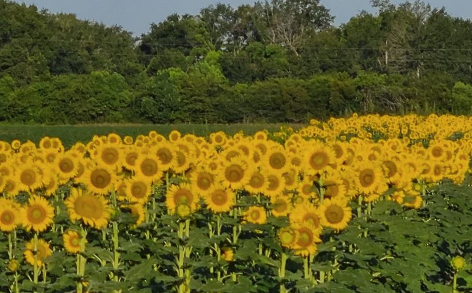 field of sunflowers with kernals