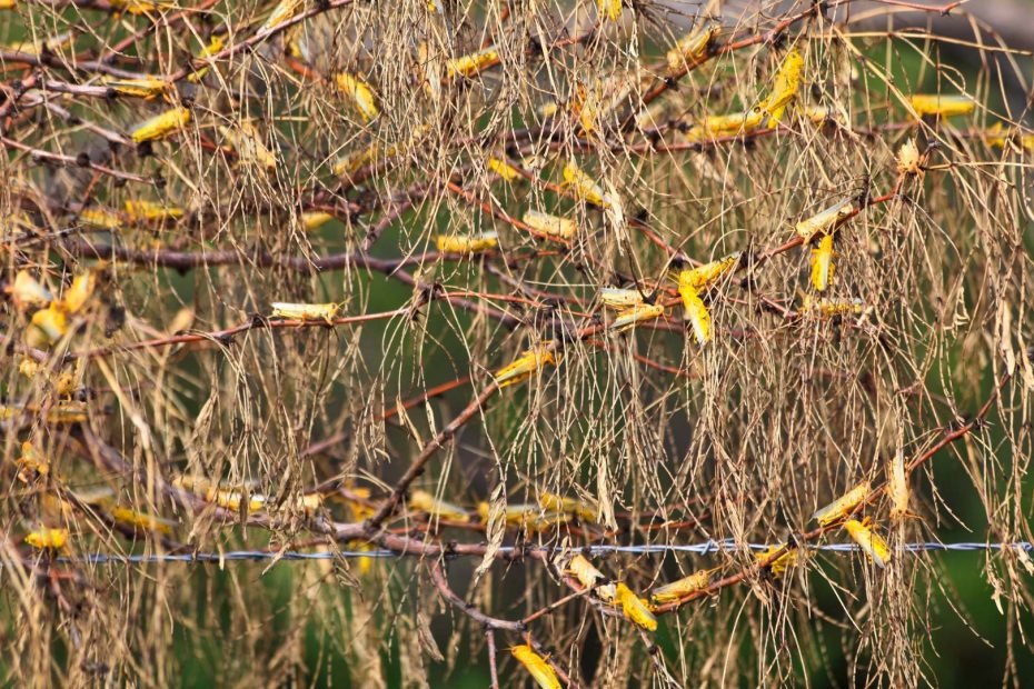 a locust swarm