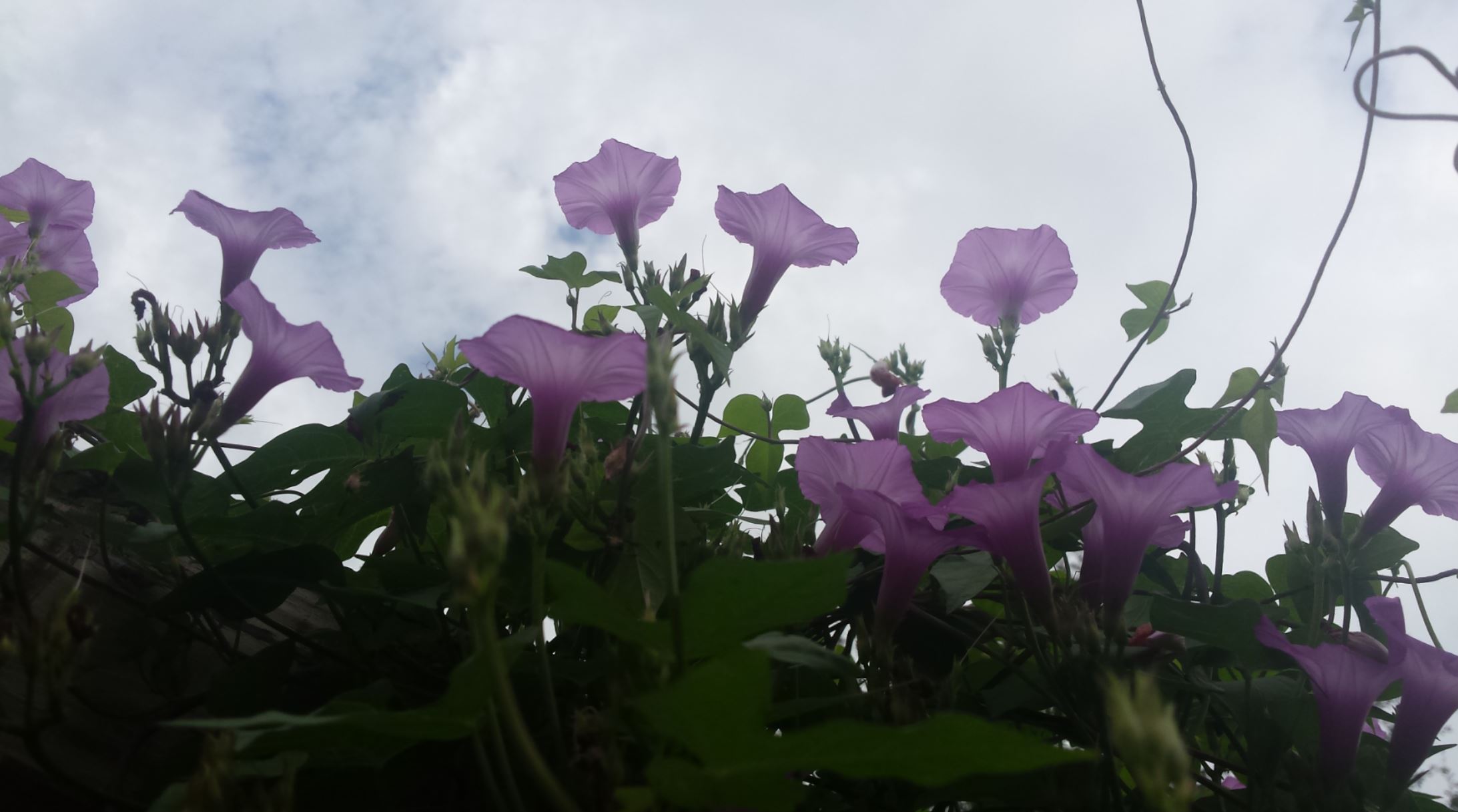 purple morning glories raise their heads to the white and blue sky in praise to God