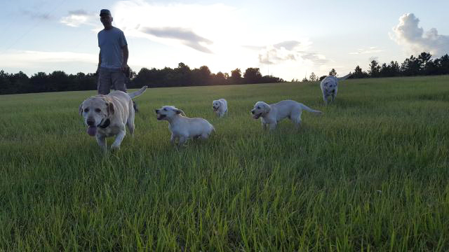 four labs trotting in a field safe and content
