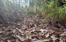 path covered with leaves