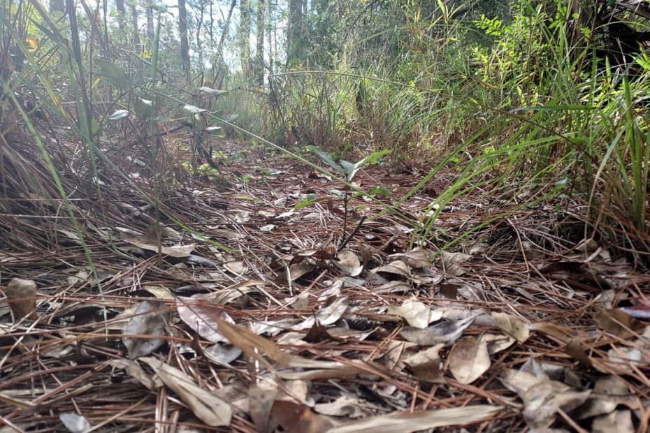 path covered with leaves