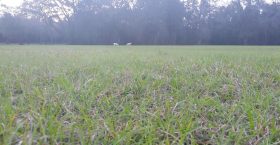 a lush green pasture indicating a new way to walk. Distant trees in the background and far off are two yellow labs exploring.