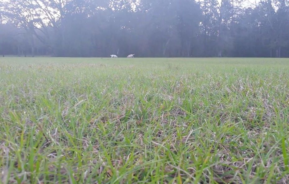 a lush green pasture indicating a new way to walk. Distant trees in the background and far off are two yellow labs exploring.