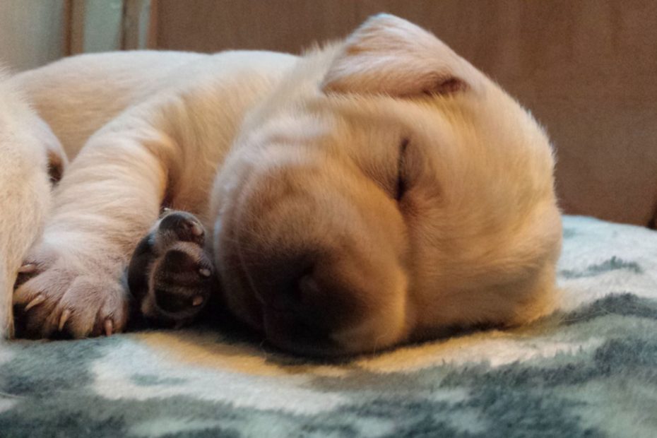 yellow lab puppy sleeping soundly with soft paws resting on a blanket, dreaming of things to come.