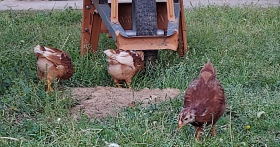 Three hens in the yard seeking what would b egood for food.