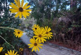 Yellow flowers brightening the path of a wooden deck leading on to cool waters and refreshing streams in the back ground