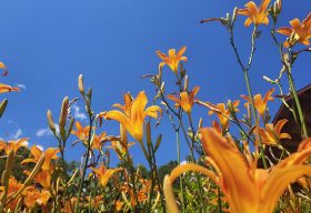orange flowers under a blue sky, lifting up their petals in worship to God.
