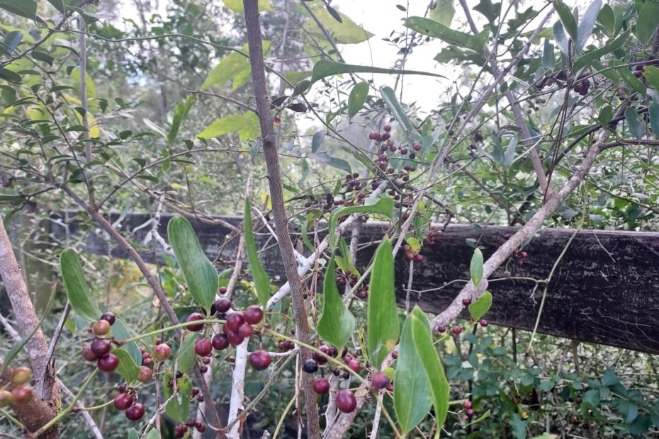 Wild brambles and trees next to a weathered fence