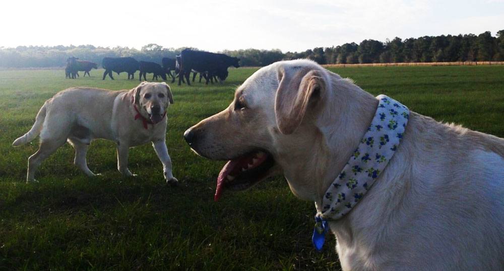 two dogs in a field with cows being unlikely friends