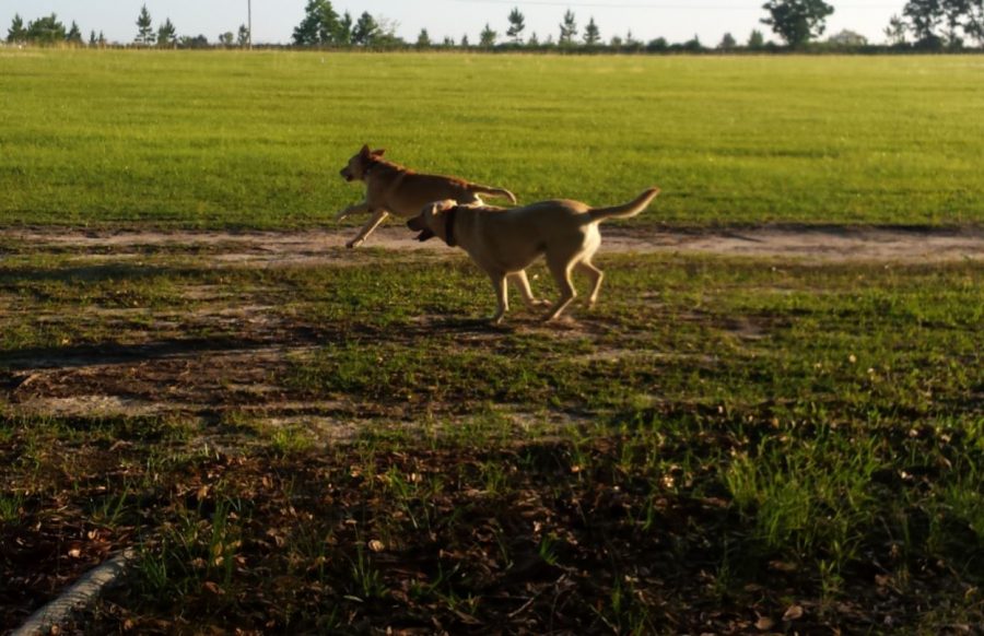 Two yellow labs happily running in a green field.