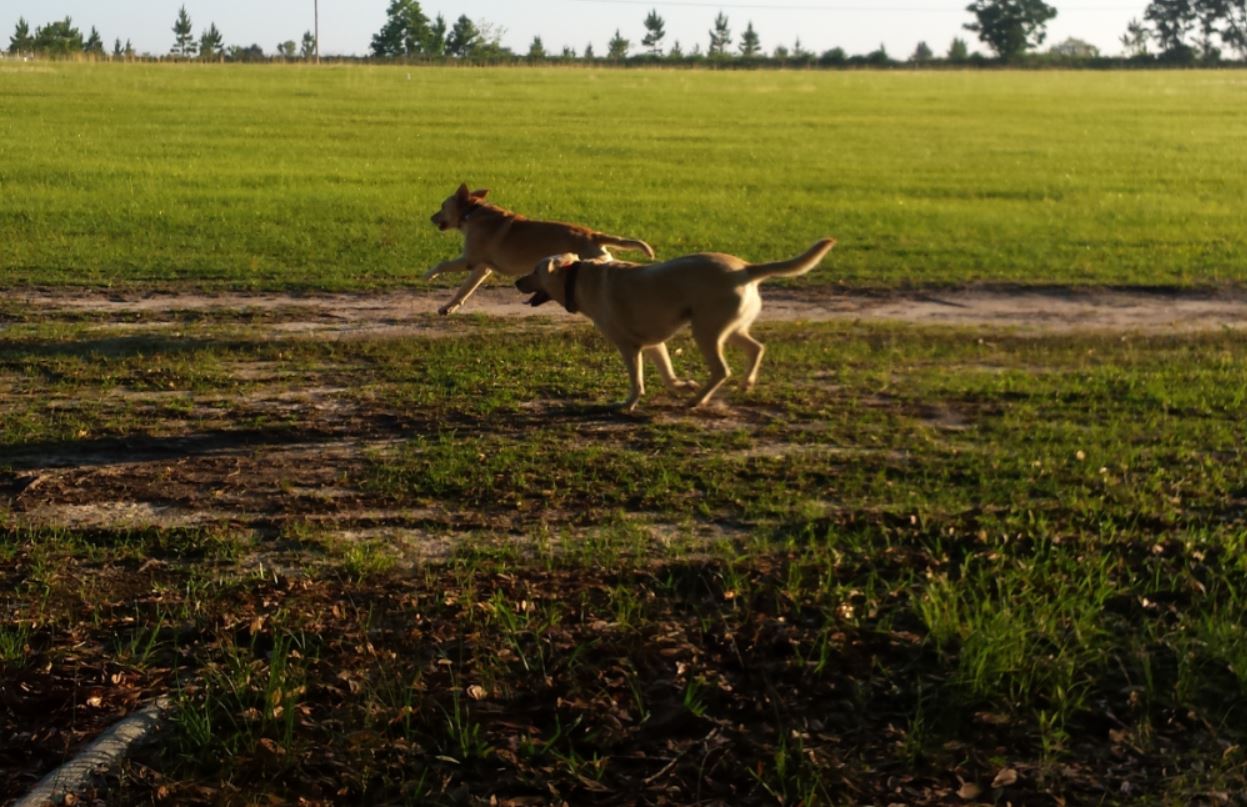 two yellow labs happily running in a field