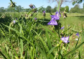 purple-plant