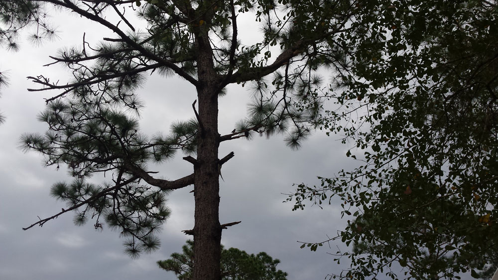 Gray and blue sky with pine tree with weary branches outstretched and a bird resting upon a branch giving the hope of spring..