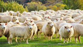 sheep gathered together in a herd