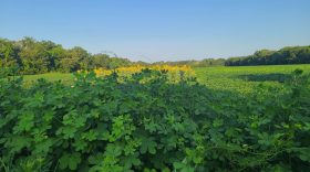 lush green pasture with sunflowers and oak tree lined field - a spacious place