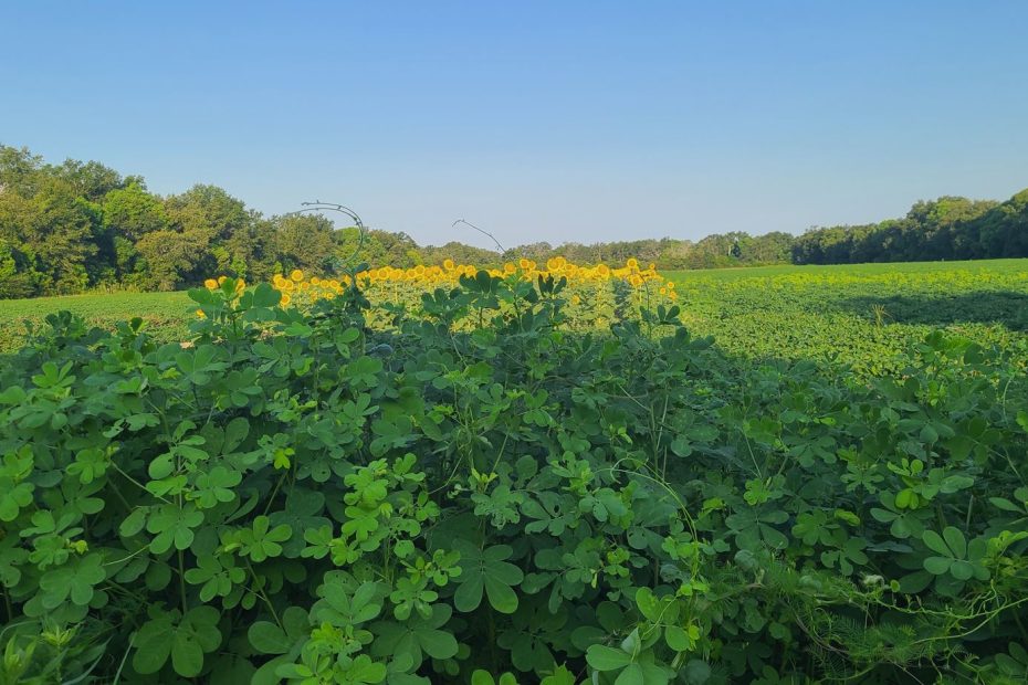 lush green pasture with sunflowers and oak tree lined field - a spacious place