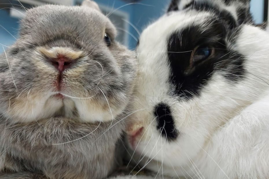 Two bunnies laying comfortably together