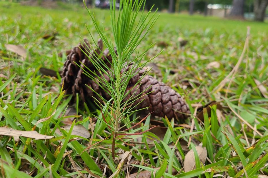 a pine cone laying in front of a new pine tree that is only 2 inches tall