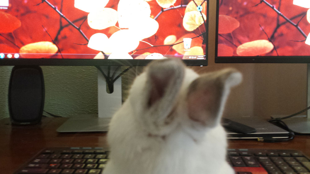 A precious white bunny facing a computer and keyboard, like she is using technology.