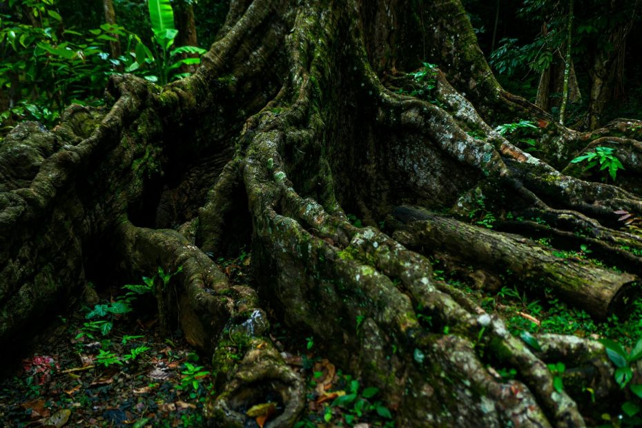 tree roots