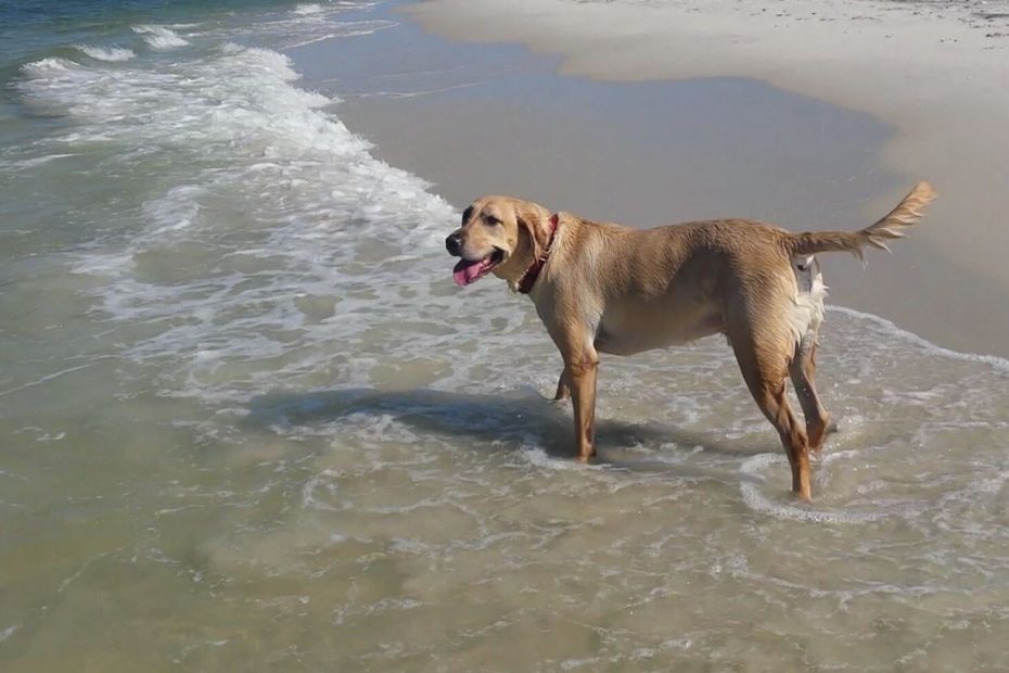 beautiful Tucker playing in the surf.