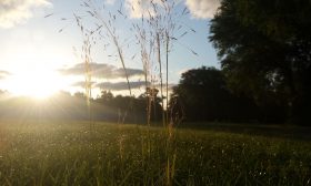 a sunset in a field surrounded by live oaks and a few weeds and green grass