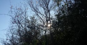 Sun setting behind dark trees