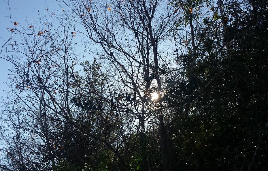 Sun setting behind dark trees