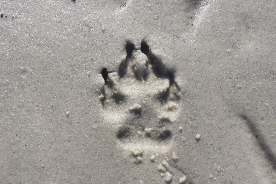 dog paw print in the sand